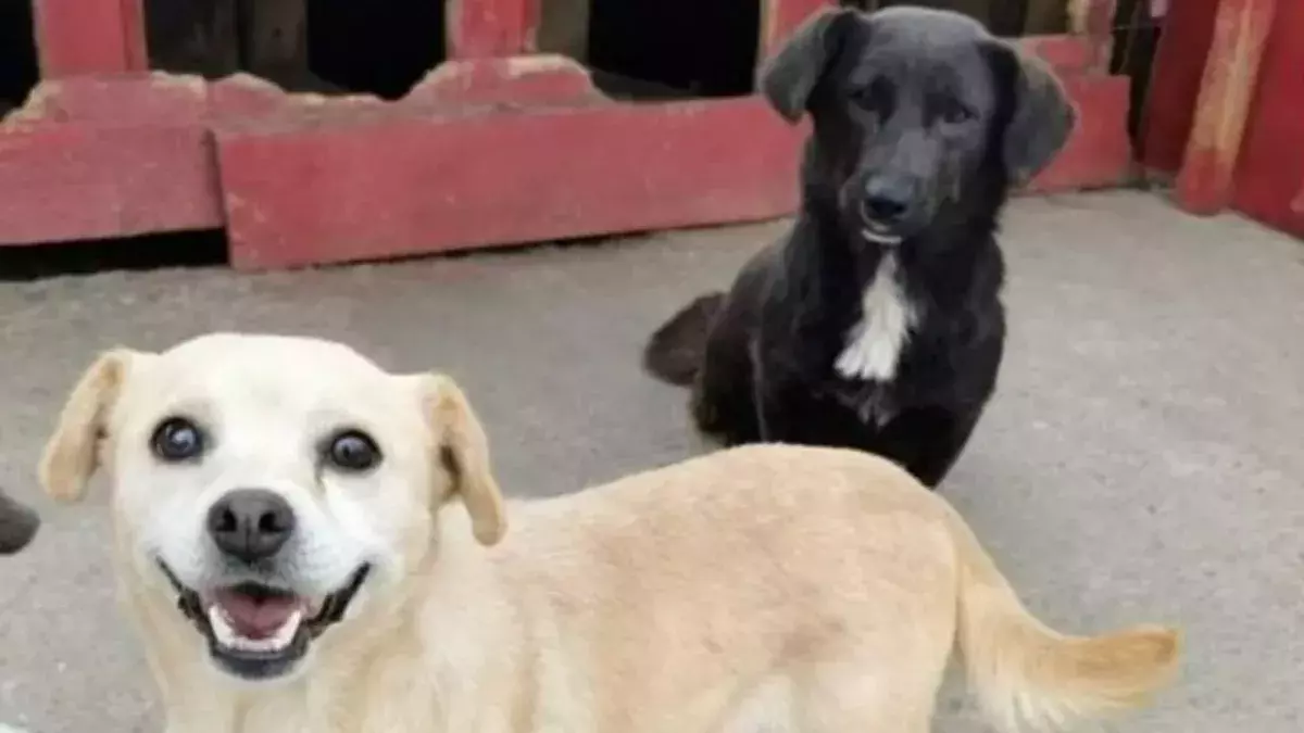 Two dog sisters looking for a joint home