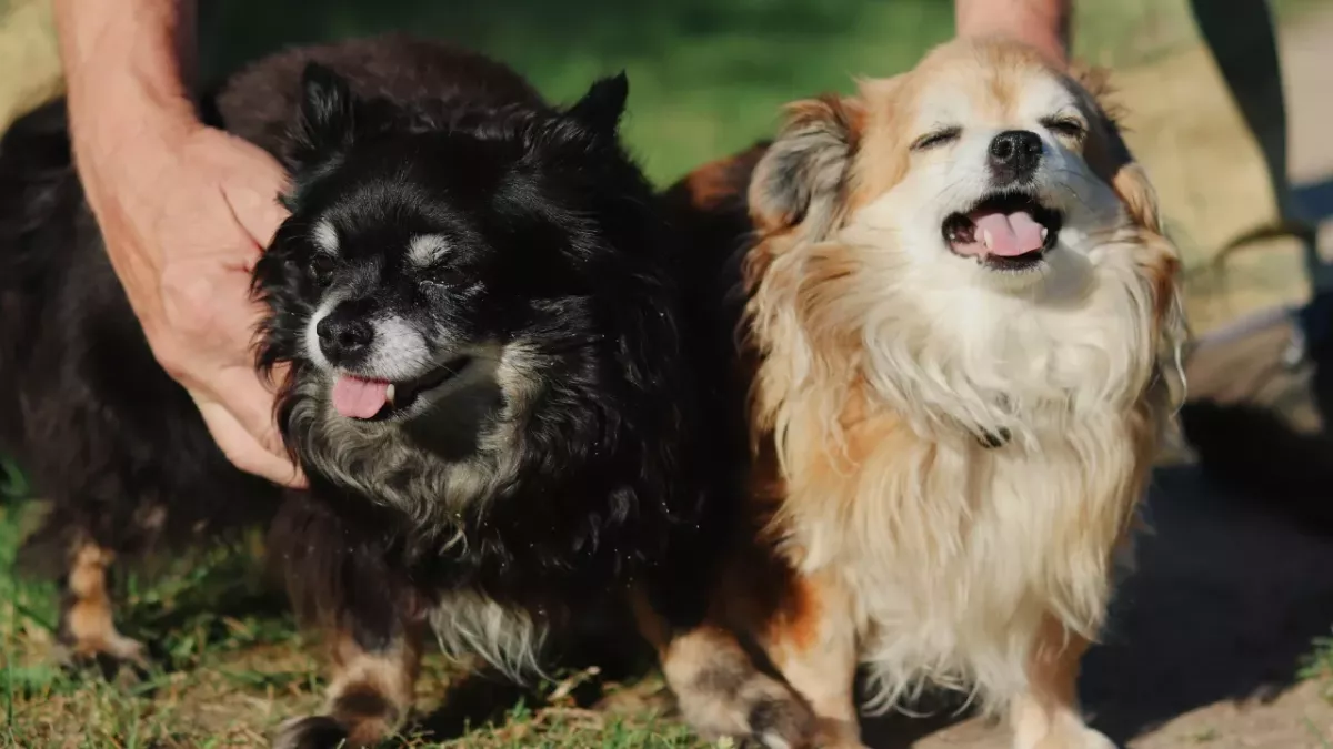 Two dogs were heartlessly left to starve as their owners jet-setted on holidays