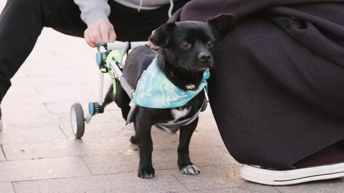 Two dogs who were rescued in the war but left unable to walk are now ready to roll into forever homes
