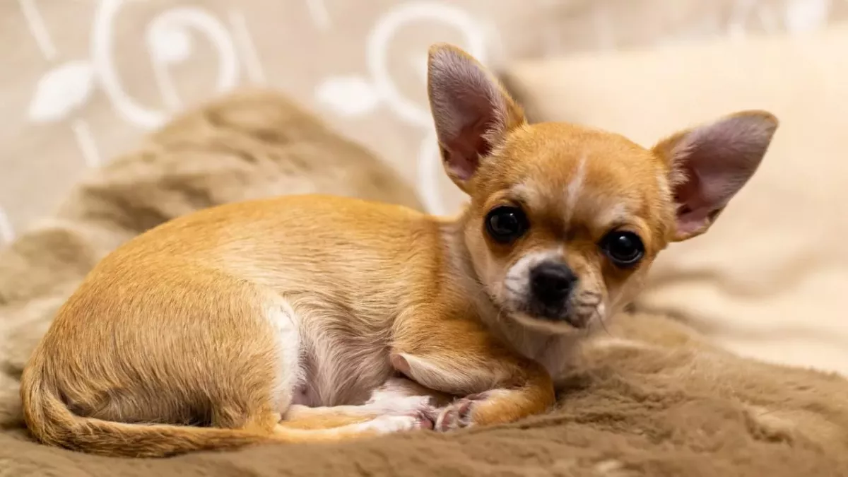 Two tiny dogs abandoned by their owner outside a supermarket looking for new homes