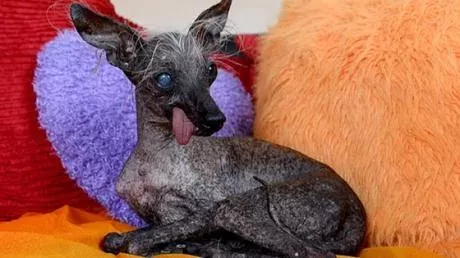 Ugliest dog