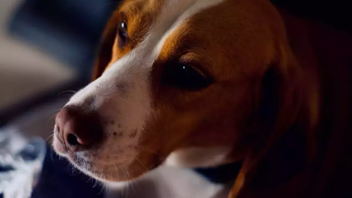 UK records first case of human-to-dog COVID transmission