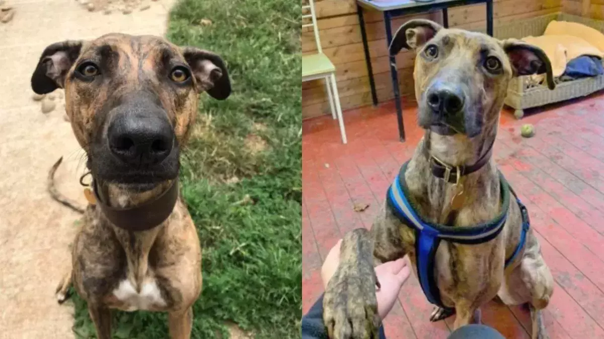 UK's unwanted dog