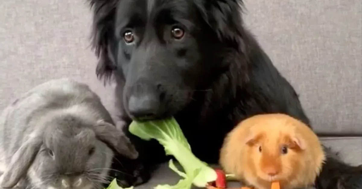 This Unlikely Trio Of Animals Are The World's Weirdest And Most Adorable Friends