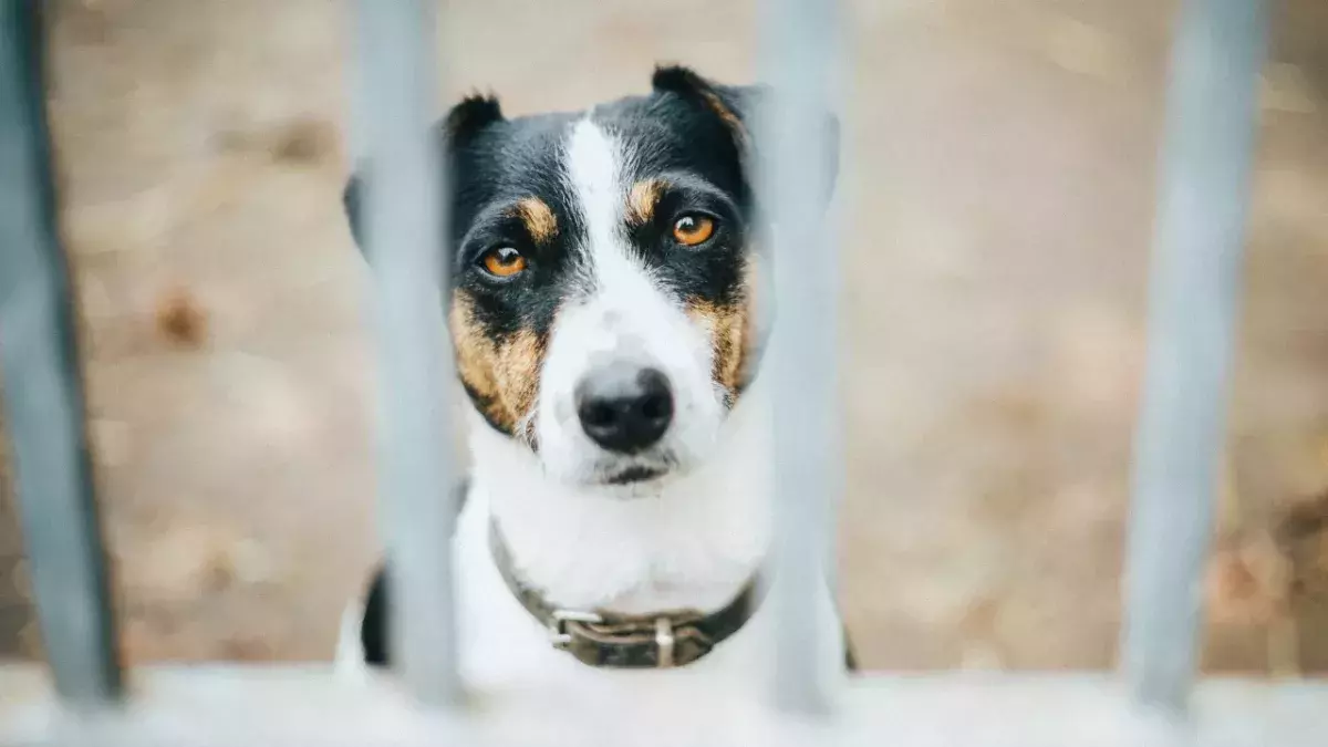 An ‘unloved’ pup was trapped in a hot empty house for weeks after his family moved and forgot about him (VIDEO)
