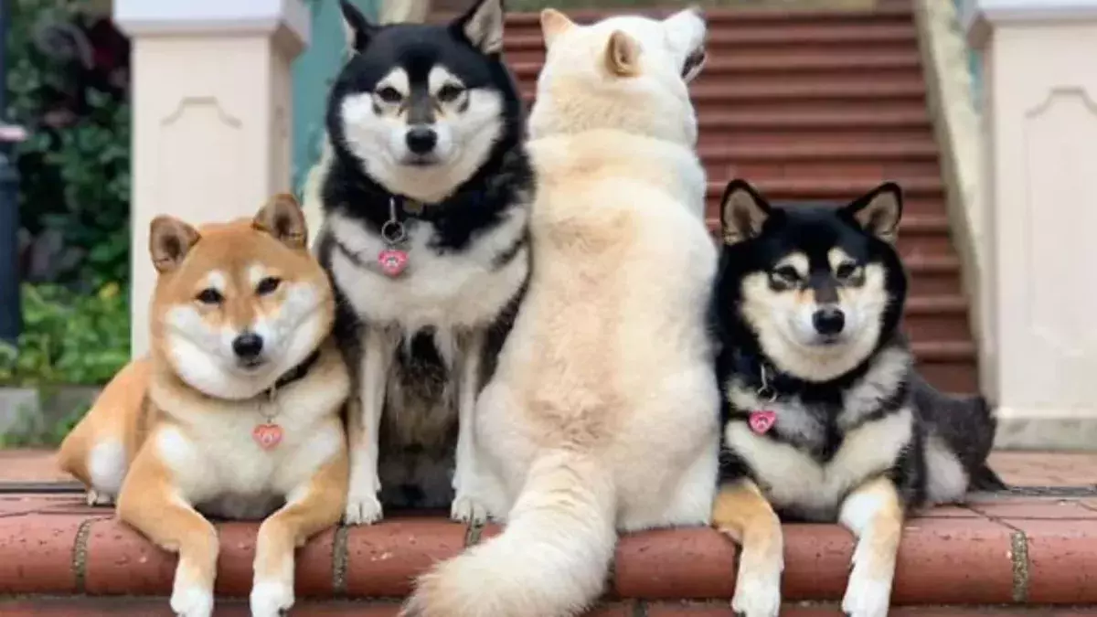'Unphotogenic' Shiba Inu can't help but ruin group photos