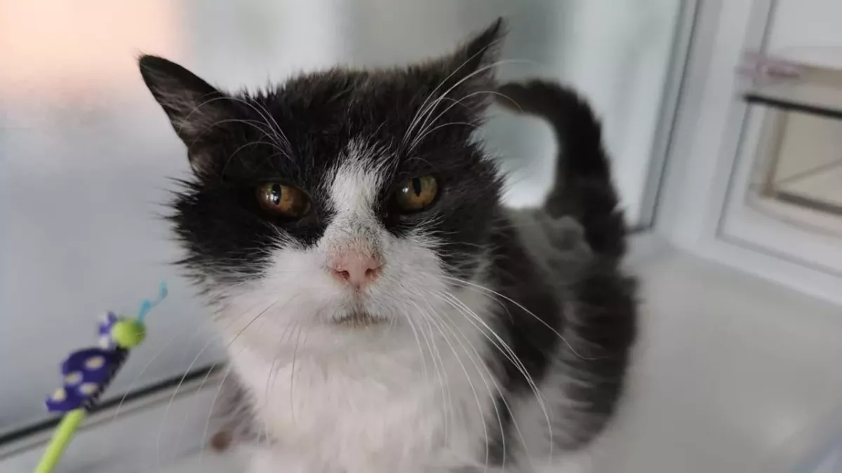 This unusually old cat found her retirement home despite all odds