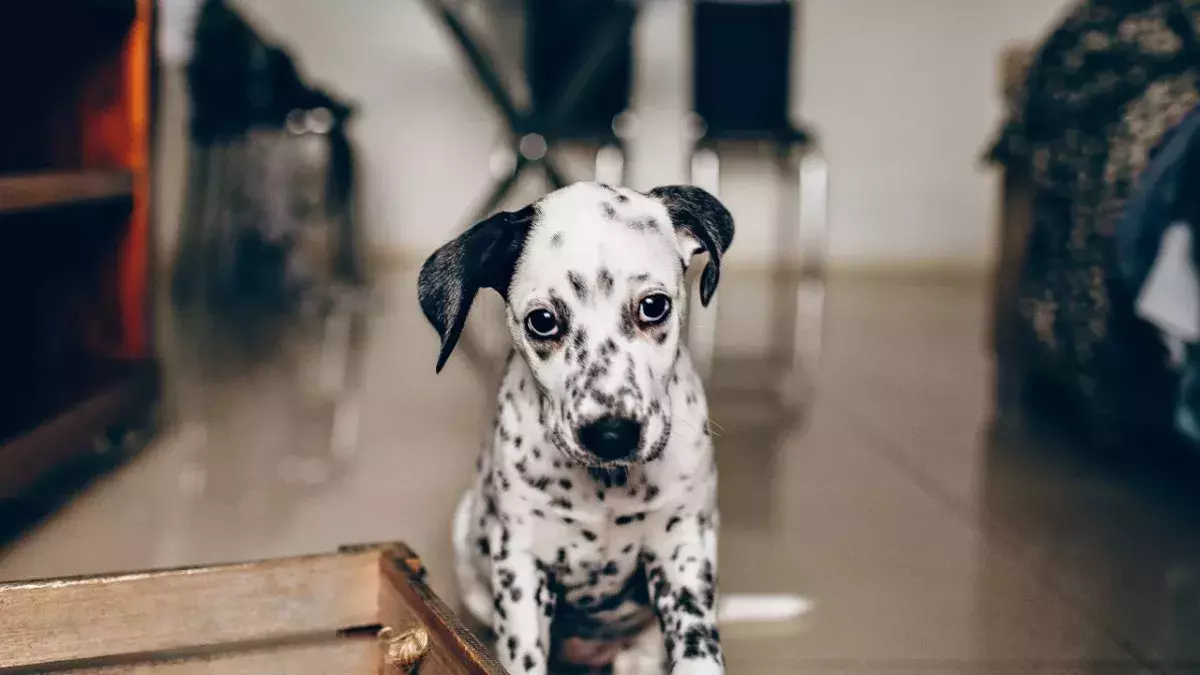 This unwanted dog got adopted after a heartbreaking video showing his loneliness went viral (VIDEO)