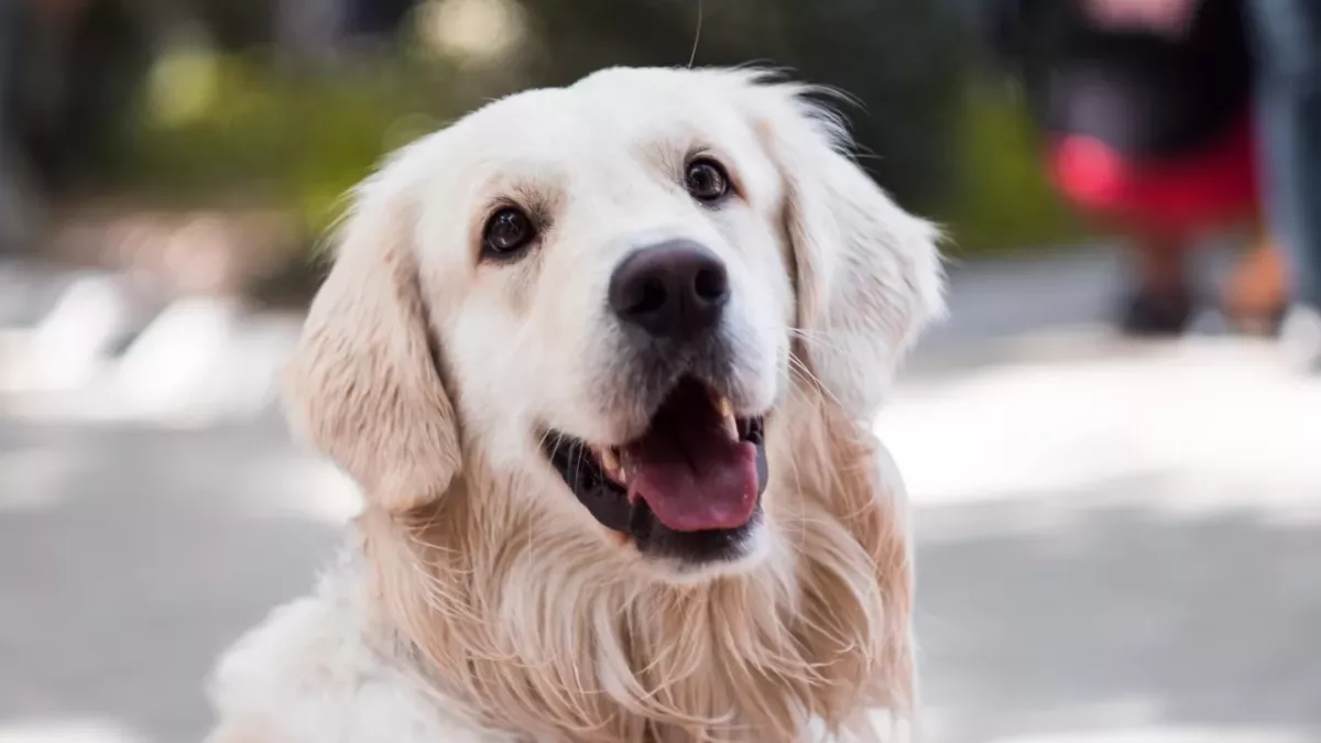 This unwanted dog went through 14 failed adoptions, leaving shelter's staff in tears