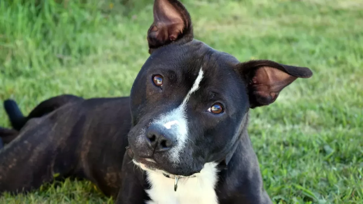 The unwanted pup who became an award-winning police dog finds a forever home