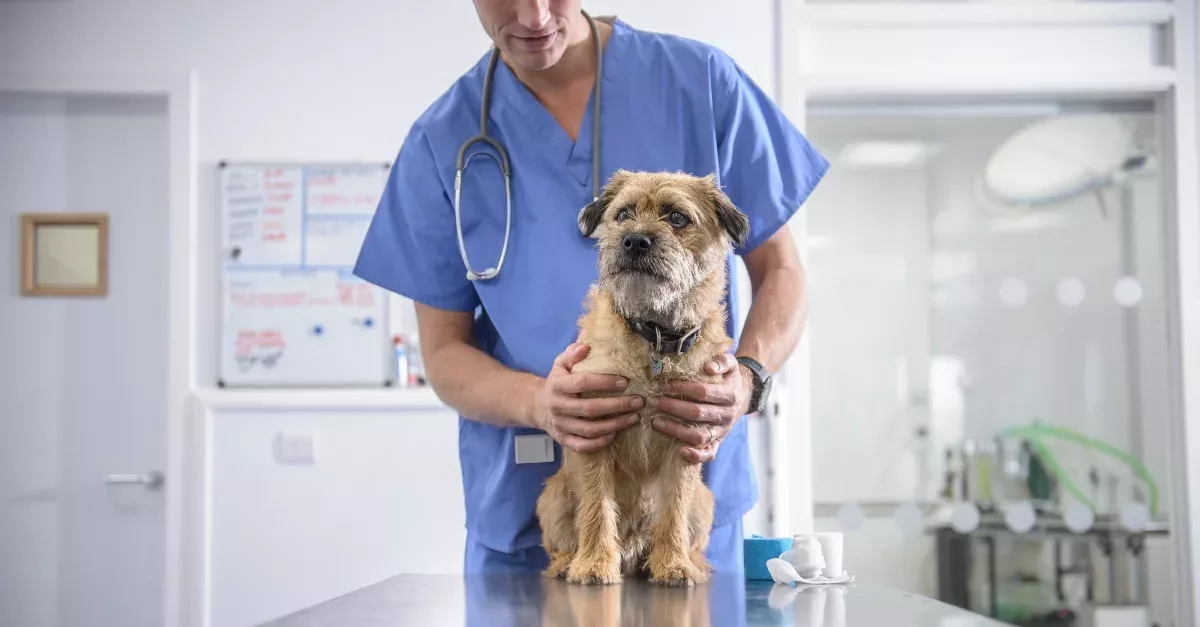 Vet clinic