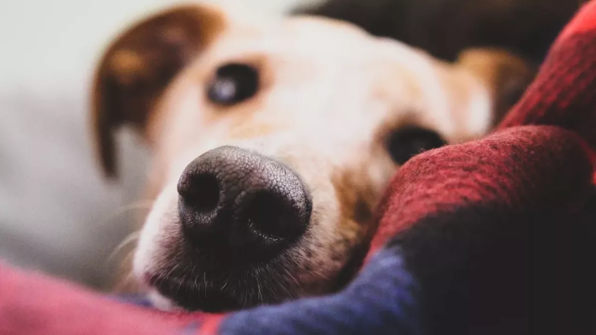 Vet nurse’s heartbreak as the ‘walking carcass’ dog was inhumanely dumped on the streets 