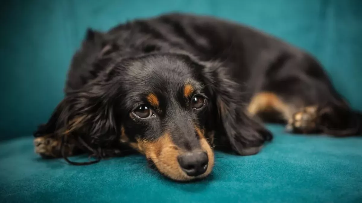 Vet’s heartbreak as an evil dog owner orders his neglected pooch to be put down 