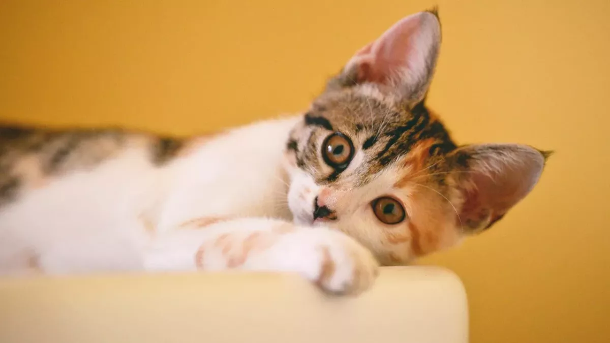 Vets in shock as they come across a 'the rarest ever' kitten with no sex organs