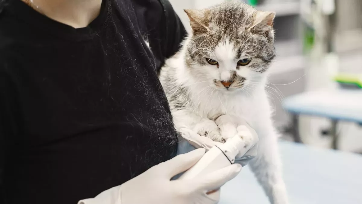 This video of 'wobbly' cats will make you want to adopt one (VIDEO)