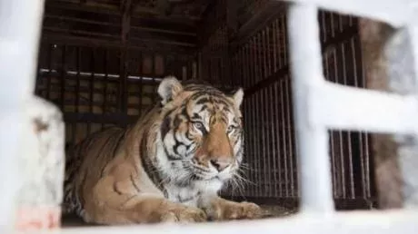 This Vietnamese man was curious to see how a tiger was fed and got attacked.