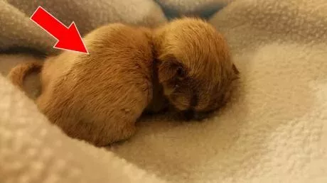 Volunteers at the National Kitten Coalition found a silver-haired kitten.