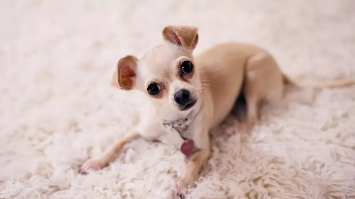 Want to know your dog's zodiac sign? 