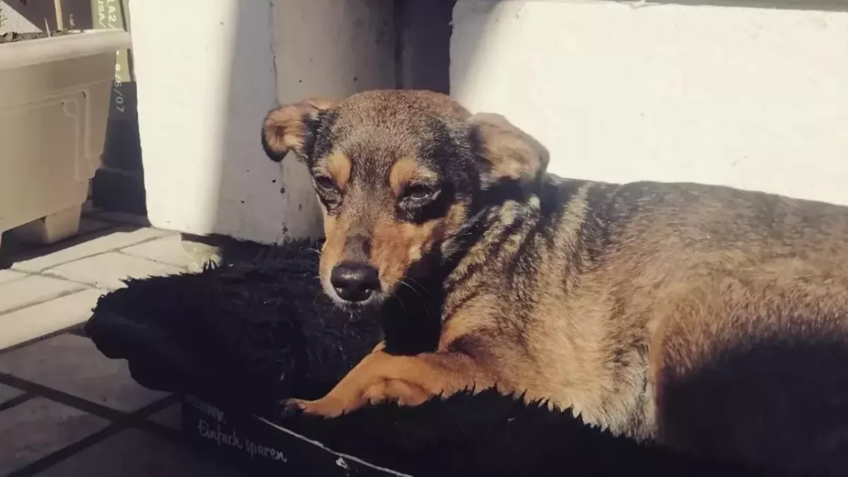 War in Ukraine: This man and his puppy walked for 5 days to escape the besieged city of Mariupol