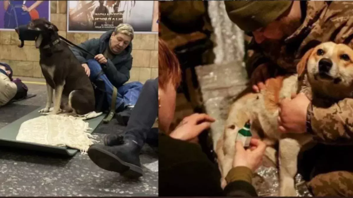 War in Ukraine: These images show how thousands of pets are suffering