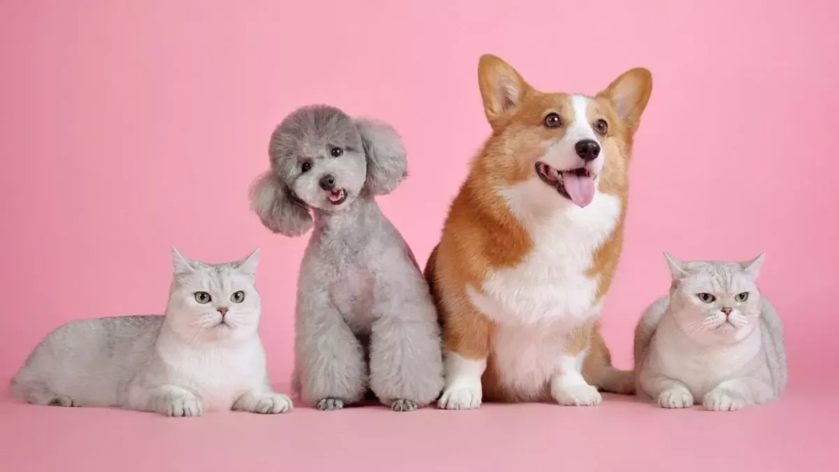 The warning signs that your pet may be dying