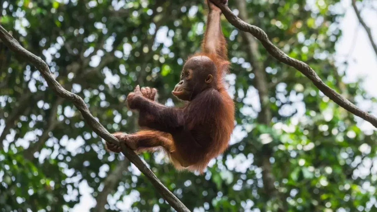 Watch the cute moment an orangutan tries on sunglasses after tourist drops them at zoo