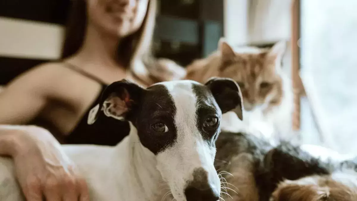 Ways to save money on pet ownership