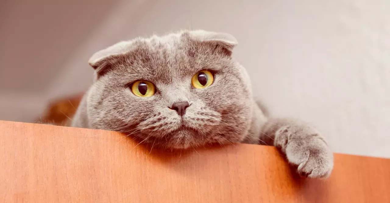What Should You Be Doing If Your Cat Is Overweight?