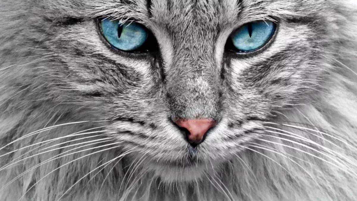 Why do cats even need whiskers? You’ll be surprised to find out 