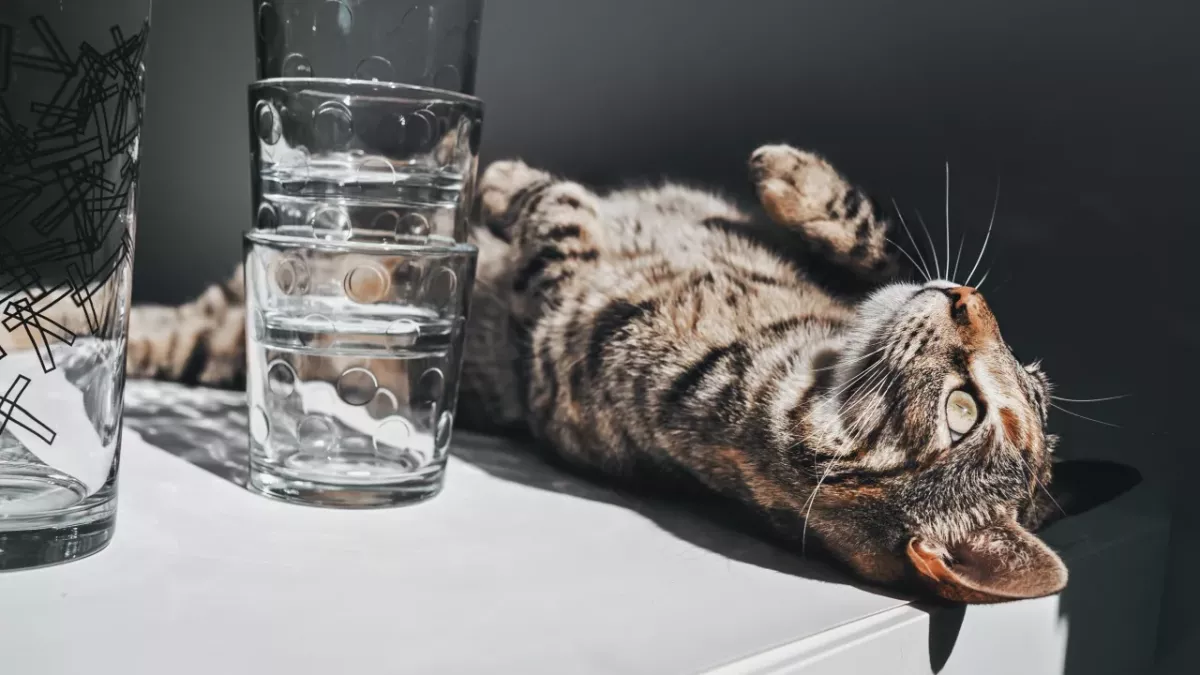 Why do cats knock things over? Here are 3 reasons