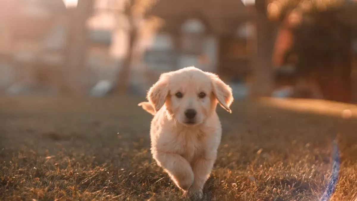 This is why your dog gets the 'zoomies', according to a vet