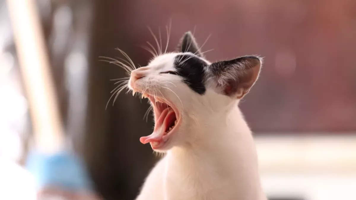 Will catnip make my cat crazy? Here is what you need to know