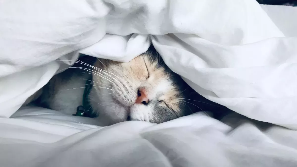 Will your cat sleep more this winter?