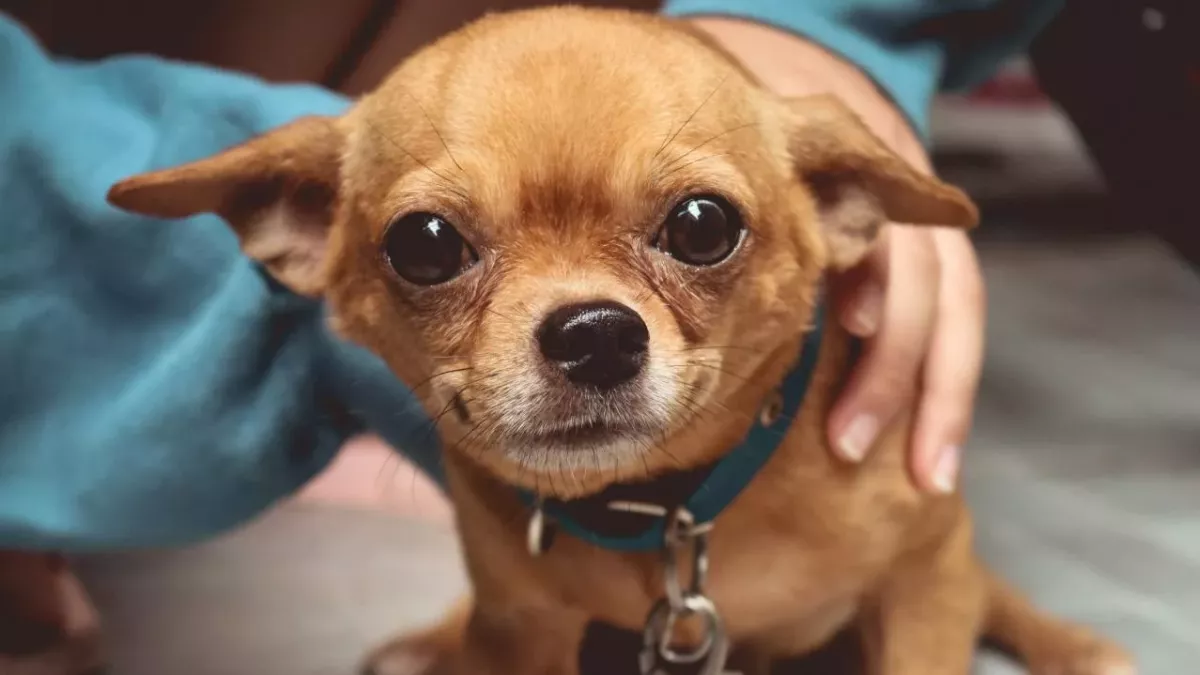 This woman was reunited with her stolen dog after 10 years and it’s adorable