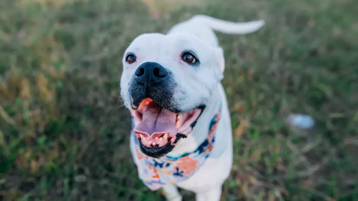 This ‘wonky’ puppy with no future had no idea what life had in store for her