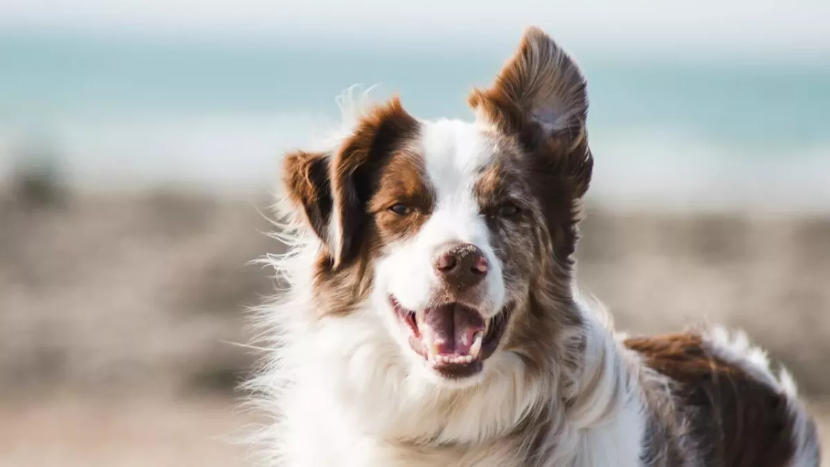 The world’s loneliest dog needs a home