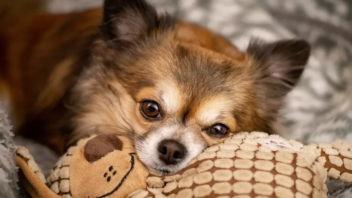 The World’s Ugliest Dog winner who suffered untold abuse isn’t ugly at all