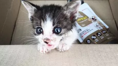 This wounded kitten was rescued by a couple.