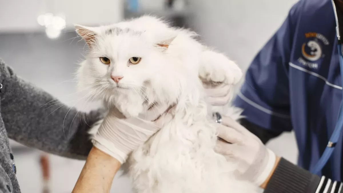 Is you cat vomiting? Here's when to rush to the vet 
