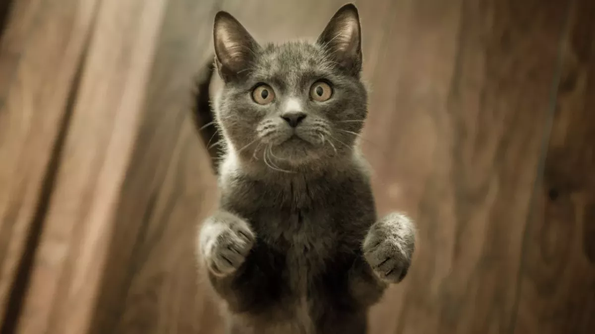 Is your cat acting weird after its flea medication? It could be a sign of deadly poisoning 