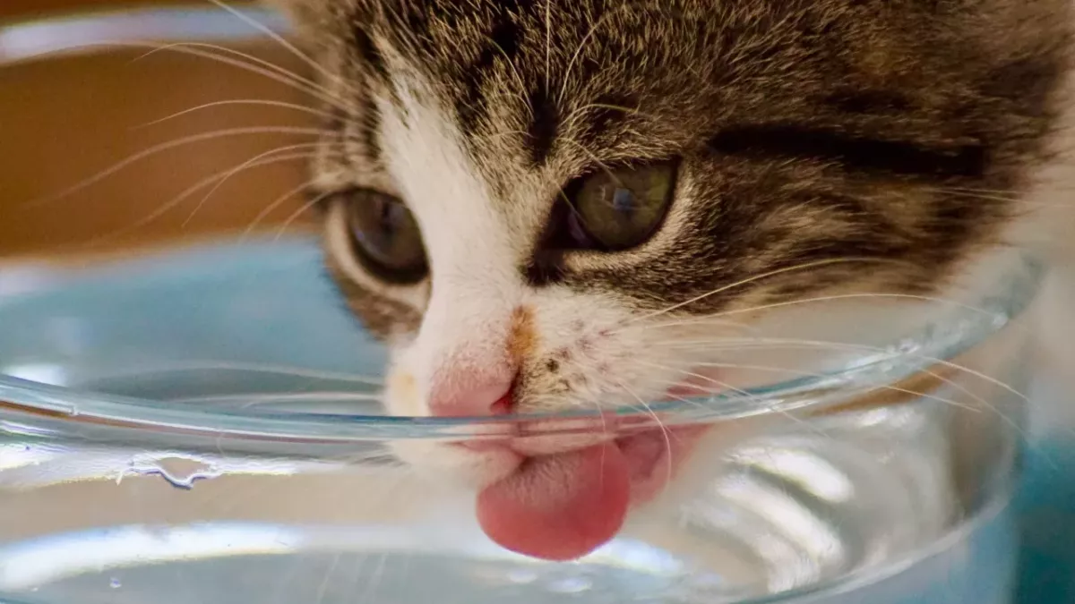 Is your cat drinking enough? Here is how to increase their water intake 