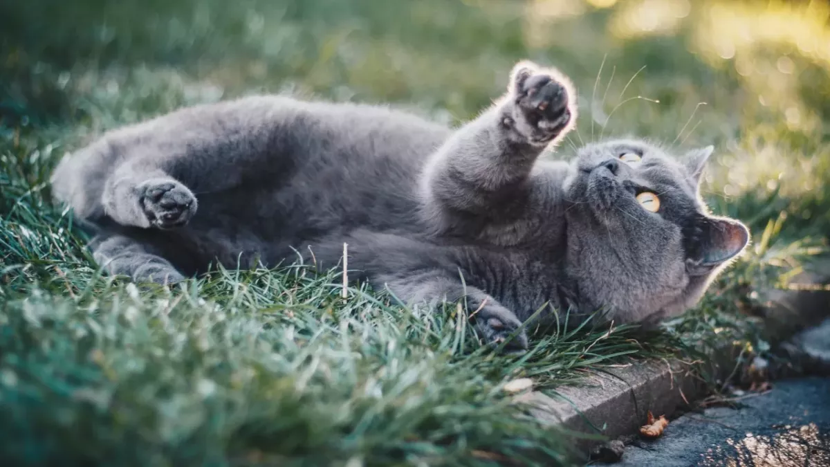 Is your cat kneading you? This is what they’re trying to express through these weird movements