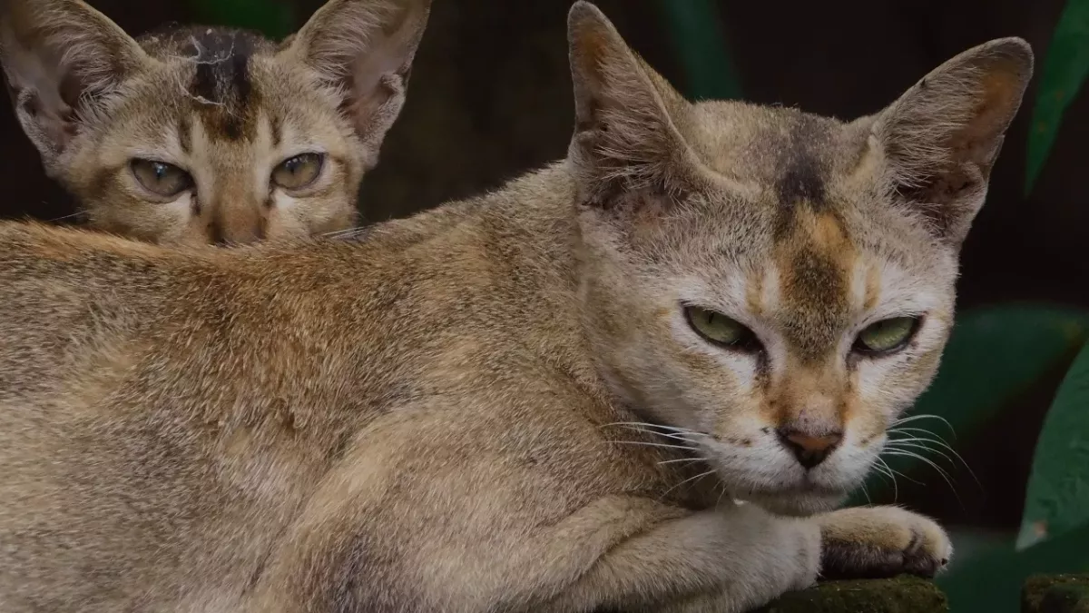 Is your cat secretly mad at you? Watch for this feline behaviour to find out