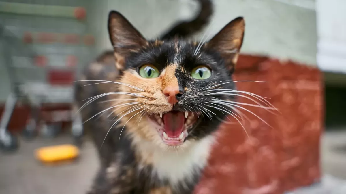 Your cat won't stop meowing? Here is why and what to do