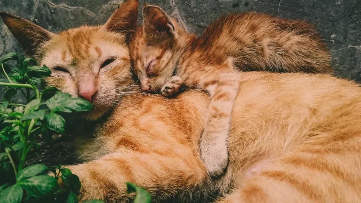 Is your cat's twitching in their sleep normal or a sign of seizure? This is how to see the difference