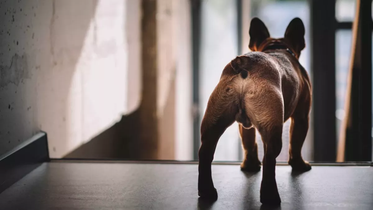 Your dog obsessively licking their private parts can be a symptom of these dangerous conditions 