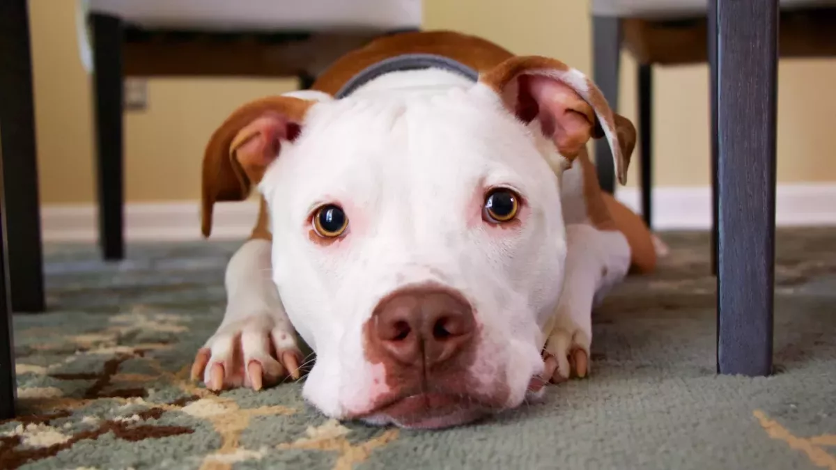 Your dog sheds tears each time it is reunited with you, but you might not see them