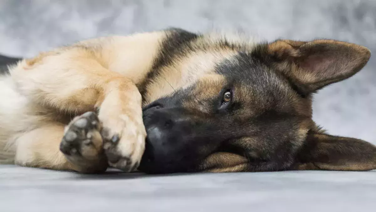 Is your dog suffering a heatstroke? Don’t miss these 5 non-obvious warning signs  