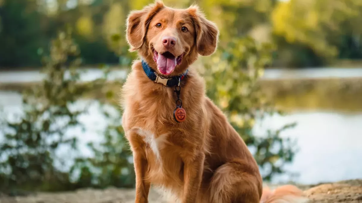 Your dog’s body language says a lot about what they are feeling