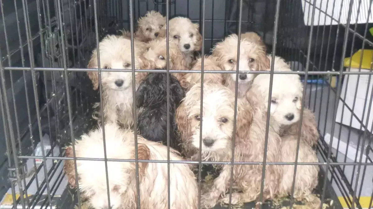 20 tiny puppies were caged and left to die in a lay-by in an extreme act of cruelty